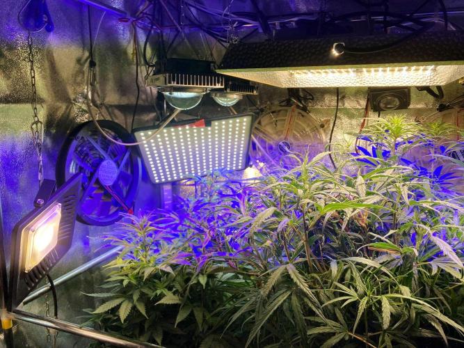 3M ⭕ Panama Red II. Week 8