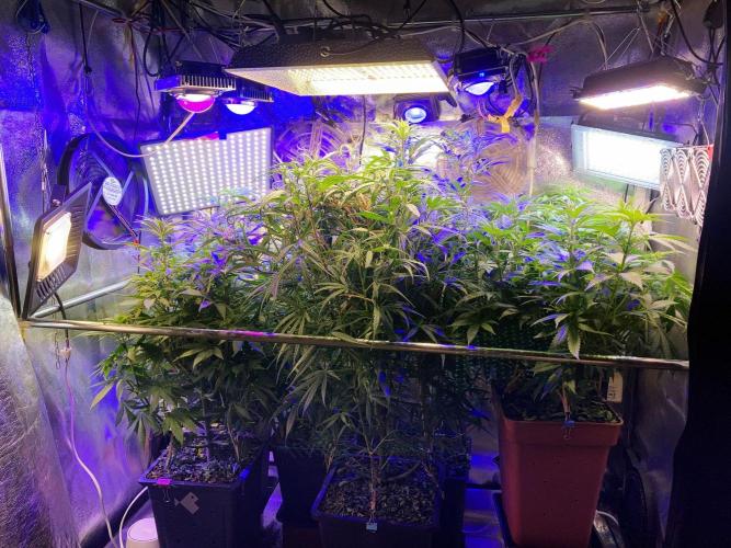 3M ⭕ Panama Red II. Week 8 - The blue home