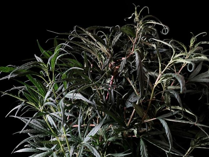 3M 🐵 Congo & x. Week 8