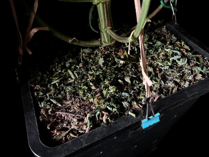 3M 🐵 Congo & x. Week 8 - Sacred Mulch