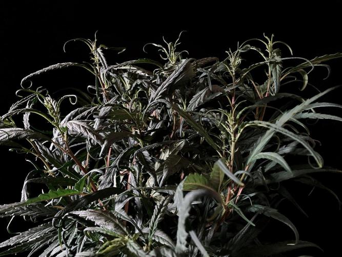 3M 🐵 Congo & x. Week 8