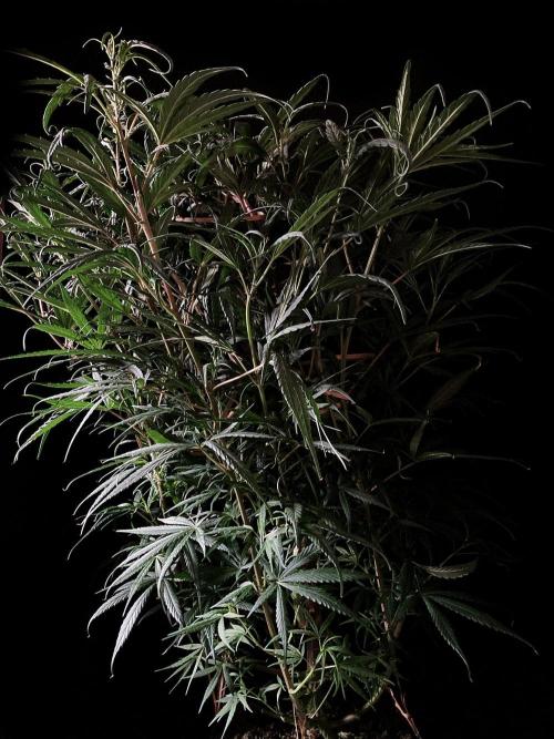 3M 🐵 Congo & x. Week 8