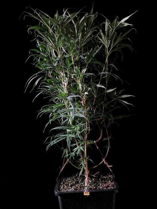 3M 🐵 Congo & x. Week 8