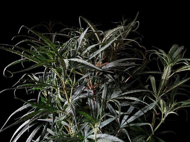 3M 🐵 Congo & x. Week 8