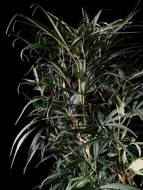 3M 🐵 Congo & x. Week 8