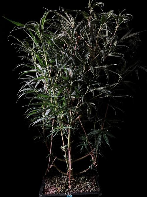 3M 🐵 Congo & x. Week 8