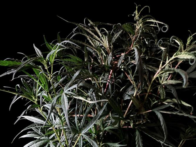 3M 🐵 Congo & x. Week 8