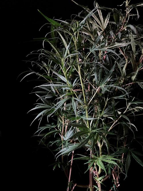 3M 🐵 Congo & x. Week 8