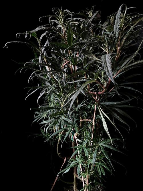 3M 🐵 Congo & x. Week 8