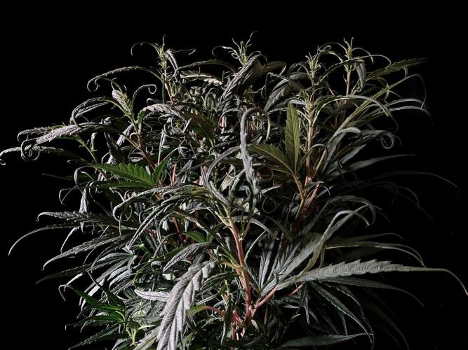 3M 🐵 Congo & x. Week 8