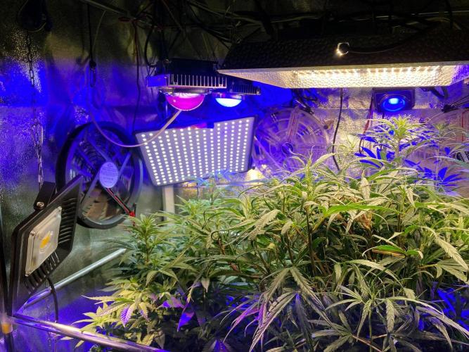 3M 🐵 Congo & x. Week 8