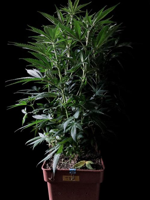 3M 🔥 Txerri Bilbo Haze. Week 8