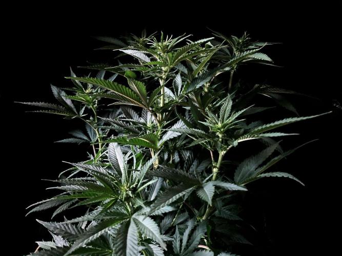 3M 🔥 Txerri Bilbo Haze. Week 8