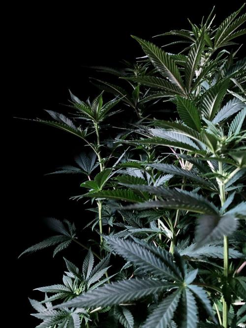 3M 🔥 Txerri Bilbo Haze. Week 8