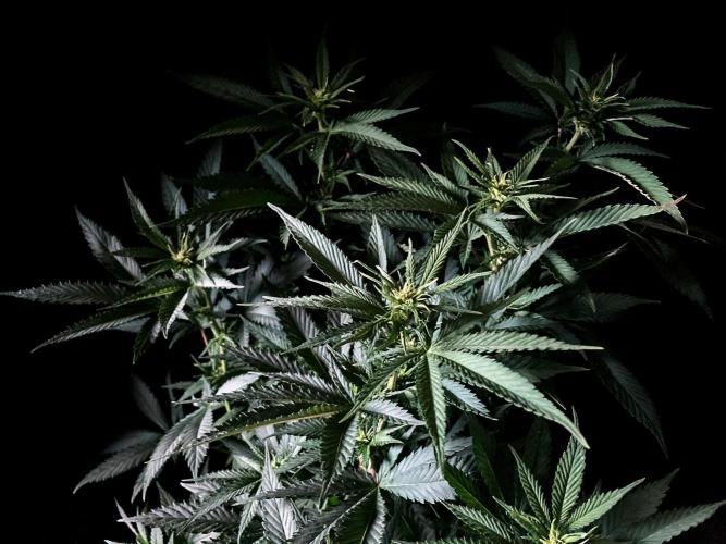 3M 🔥 Txerri Bilbo Haze. Week 8