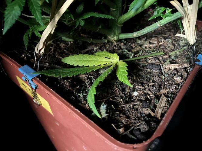 3M 🔥 Txerri Bilbo Haze. Week 8