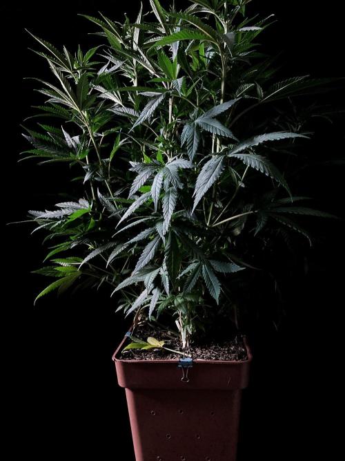 3M 🔥 Txerri Bilbo Haze. Week 8