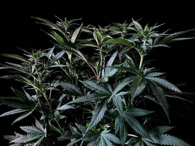 3M 🔥 Txerri Bilbo Haze. Week 8