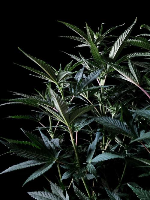 3M 🔥 Txerri Bilbo Haze. Week 8