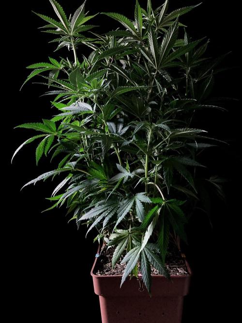 3M 🔥 Txerri Bilbo Haze. Week 8