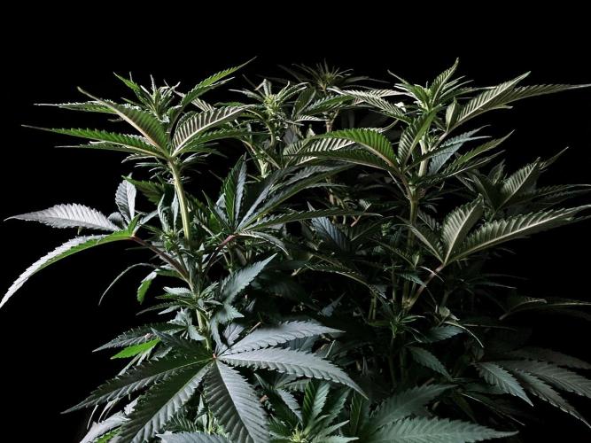 3M 🔥 Txerri Bilbo Haze. Week 8