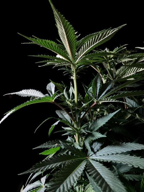 3M 🔥 Txerri Bilbo Haze. Week 8