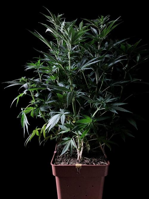 3M 🔥 Txerri Bilbo Haze. Week 8