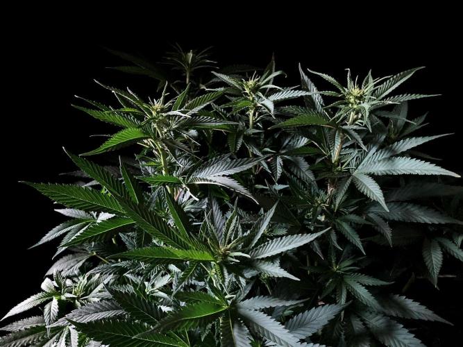 3M 🔥 Txerri Bilbo Haze. Week 8