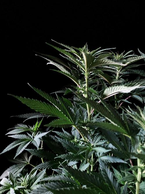 3M 🔥 Txerri Bilbo Haze. Week 8