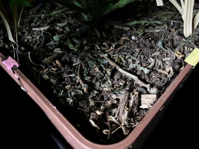 3M 🔥 Txerri Bilbo Haze. Week 8