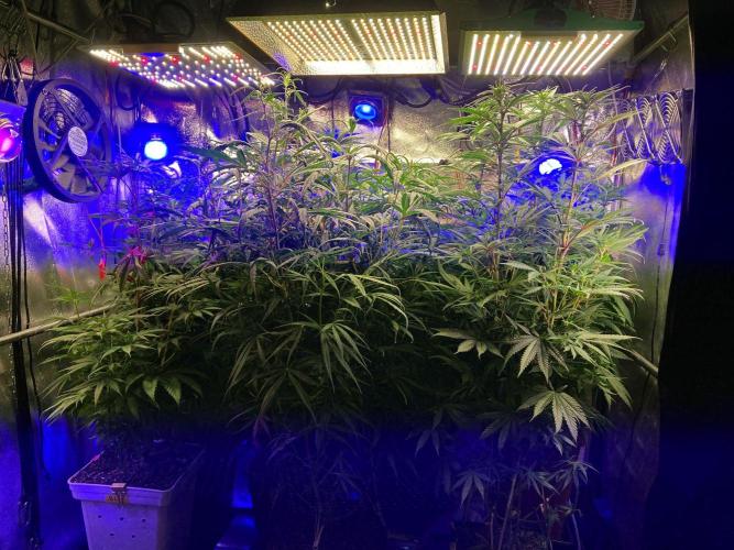 3M 🔥 Txerri Bilbo Haze. Week 8