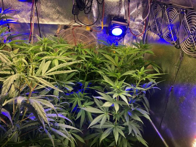 3M 🔥 Txerri Bilbo Haze. Week 8