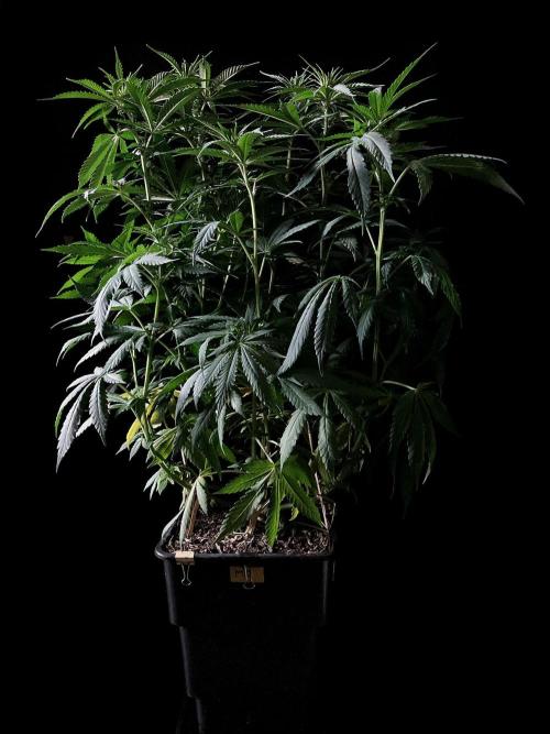 3M 🔻 Mendocino Purple Kush. Week 7