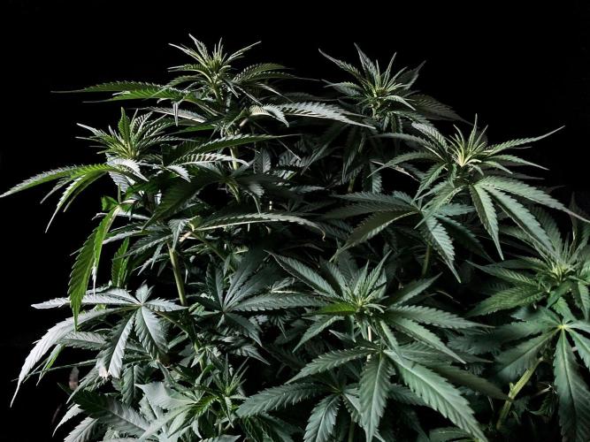 3M 🔻 Mendocino Purple Kush. Week 7