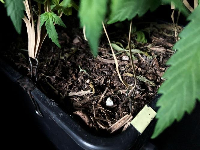 3M 🔻 Mendocino Purple Kush. Week 7 - Sacred Mulch