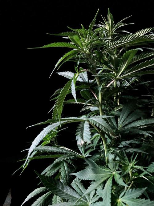 3M 🔻 Mendocino Purple Kush. Week 7