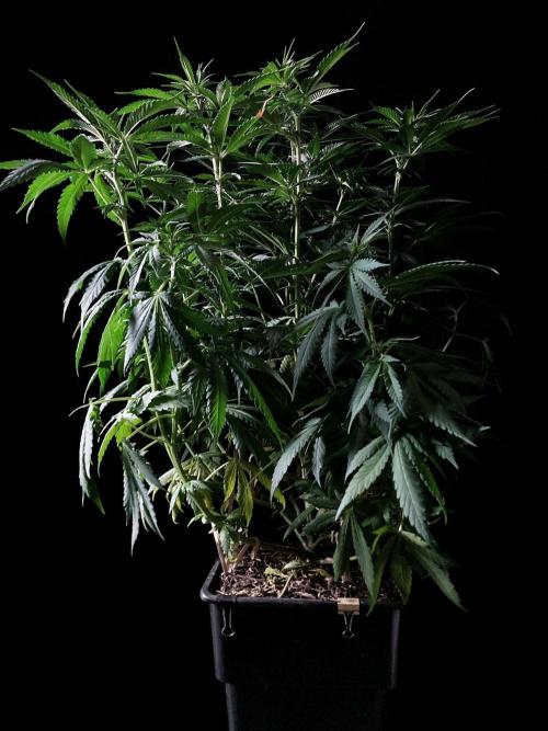 3M 🔻 Mendocino Purple Kush. Week 7