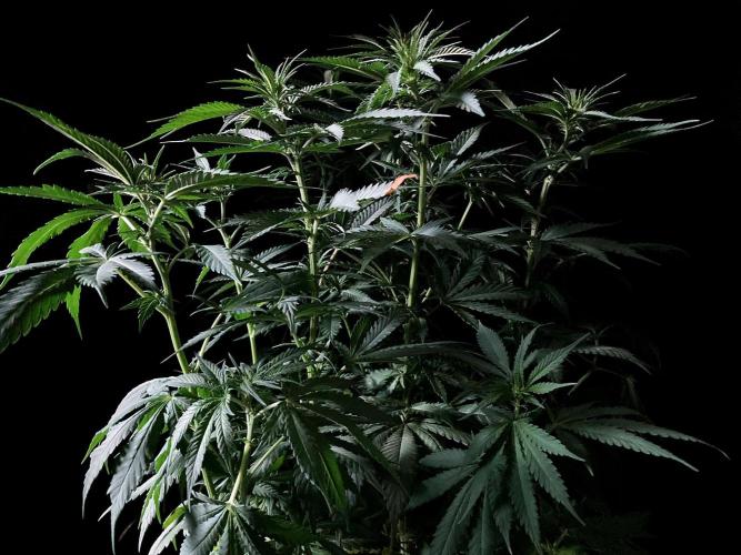 3M 🔻 Mendocino Purple Kush. Week 7