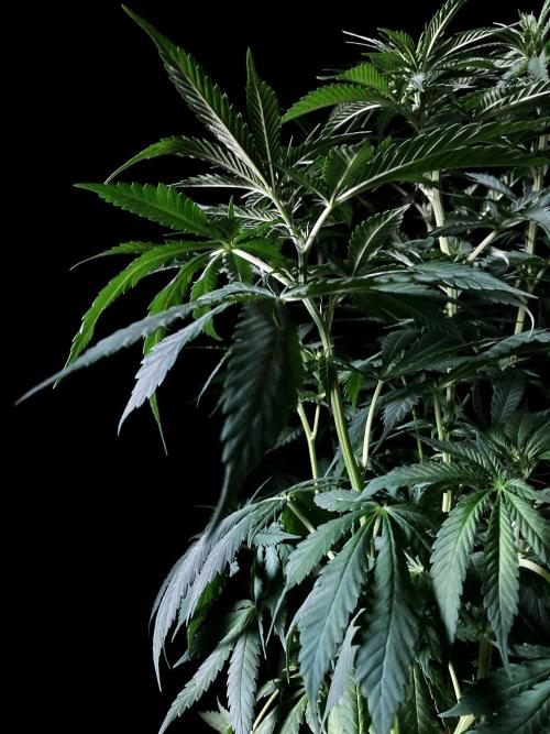 3M 🔻 Mendocino Purple Kush. Week 7