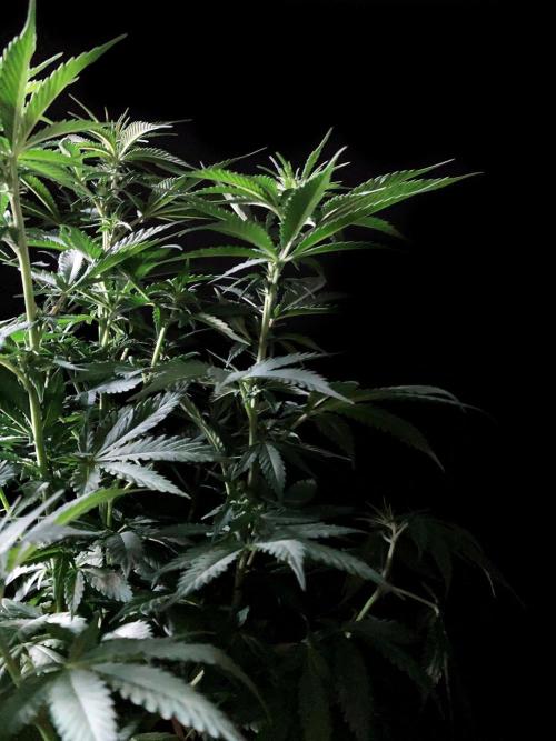 3M 🔻 Mendocino Purple Kush. Week 7