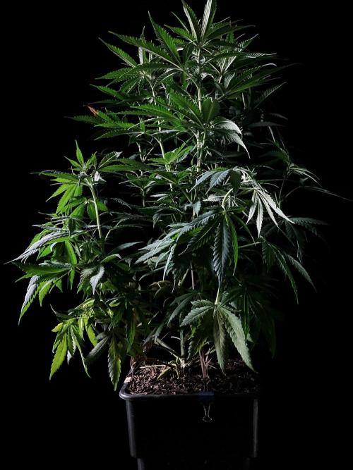 3M 🔻 Mendocino Purple Kush. Week 7