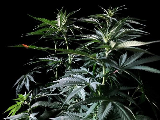 3M 🔻 Mendocino Purple Kush. Week 7