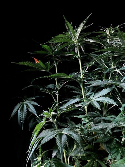 3M 🔻 Mendocino Purple Kush. Week 7