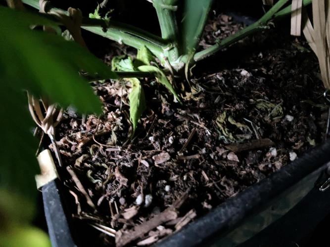 3M 🔻 Mendocino Purple Kush. Week 7