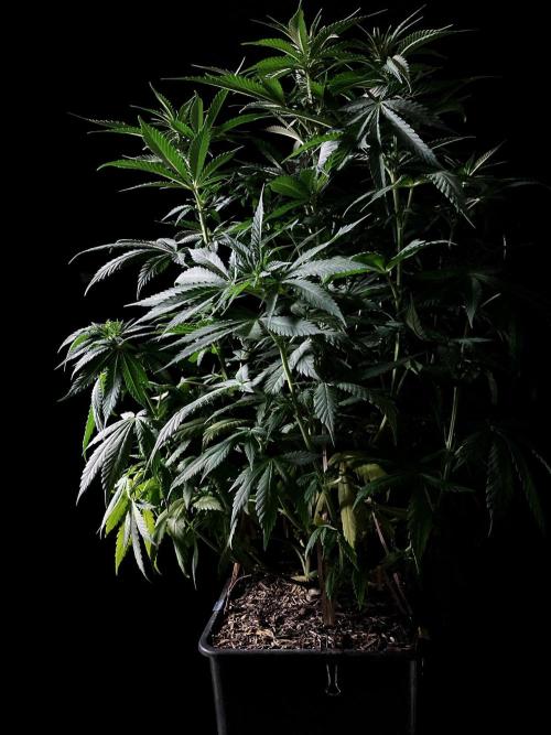 3M 🔻 Mendocino Purple Kush. Week 7