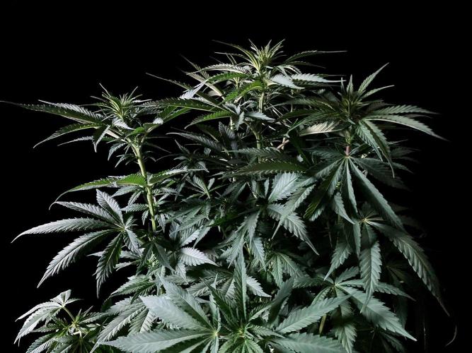 3M 🔻 Mendocino Purple Kush. Week 7