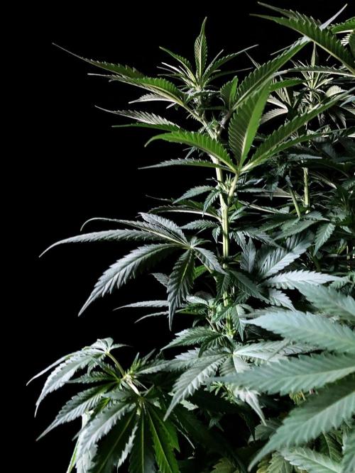 3M 🔻 Mendocino Purple Kush. Week 7