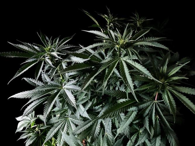 3M 🔻 Mendocino Purple Kush. Week 7