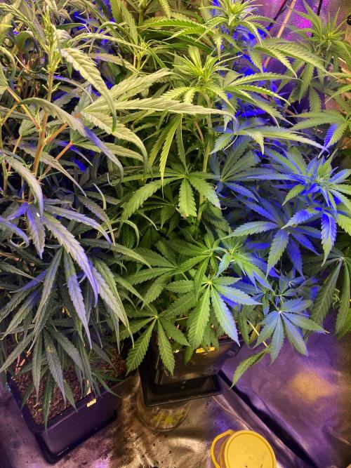 3M 🔻 Mendocino Purple Kush. Week 7 - The corner