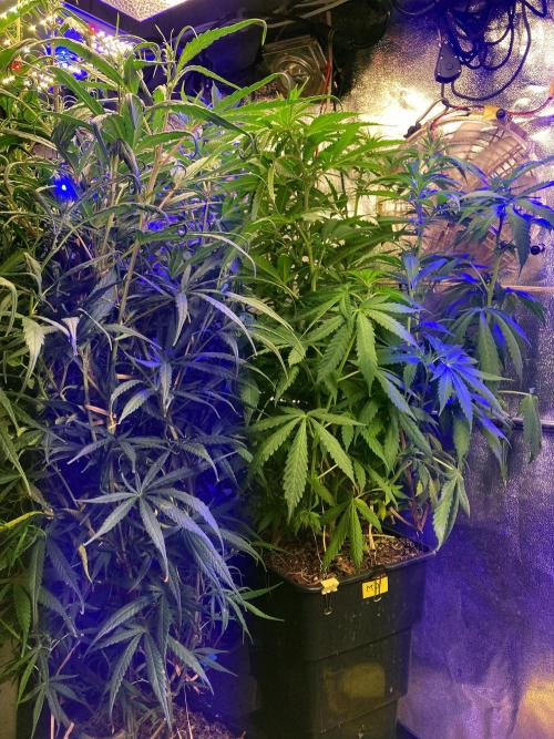 3M 🔻 Mendocino Purple Kush. Week 7